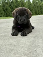 Tibetan Mastiff cross male , a male Rottweiler and Tibetan Mastiff for sale in Newburgh, NY – 1 of 5
