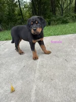 Tibetan Mastiff cross Female , a female Rottweiler and Tibetan Mastiff for sale in Newburgh, NY – 5 of 5