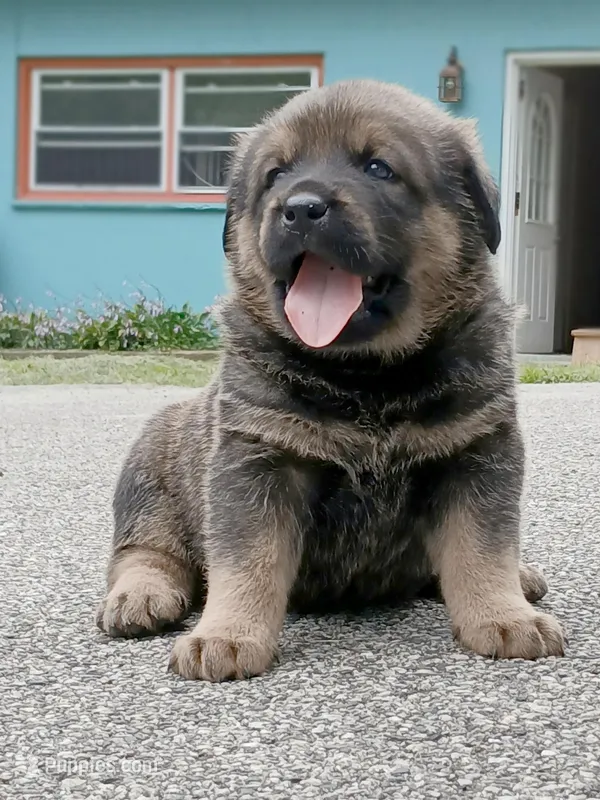 Tibetan Mastiff cross male 3 – Caucasian Ovcharka, Tibetan Mastiff puppy for sale in Newburgh, NY