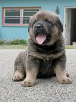 Tibetan Mastiff cross male 3, a male Caucasian Ovcharka and Tibetan Mastiff for sale in Newburgh, NY – 1 of 4
