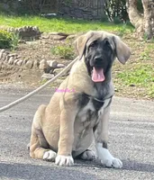 Kangal/Spanish mastiff female 4, a male Spanish Mastiff and Kangal Dog for sale in Newburgh, NY – Photo 4 of 10