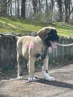 Kangal/Spanish mastiff female 4, a male Spanish Mastiff and Kangal Dog for sale in Newburgh, NY – Photo 7 of 10