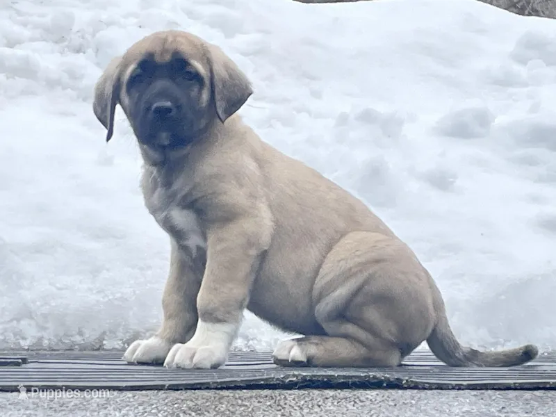 Kangal/Spanish mastiff female 4 – Spanish Mastiff, Kangal Dog puppy for sale in Newburgh, NY