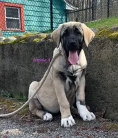 Kangal/Spanish mastiff female 4, a male Spanish Mastiff and Kangal Dog for sale in Newburgh, NY – Photo 3 of 10