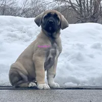 Kangal/Spanish mastiff female 4, a male Spanish Mastiff and Kangal Dog for sale in Newburgh, NY – Photo 7 of 7