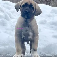 Kangal/Spanish mastiff female 4, a male Spanish Mastiff and Kangal Dog for sale in Newburgh, NY – Photo 6 of 7