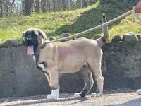 Kangal/Spanish mastiff female 4, a male Spanish Mastiff and Kangal Dog for sale in Newburgh, NY – Photo 9 of 10