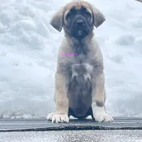 Kangal/Spanish mastiff female 4, a male Spanish Mastiff and Kangal Dog for sale in Newburgh, NY – Photo 3 of 7