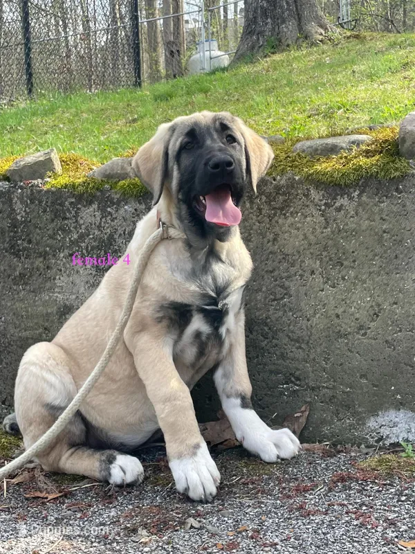 Kangal/Spanish mastiff female 4 – Spanish Mastiff, Kangal Dog puppy for sale in Newburgh, NY