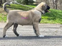 Kangal/Spanish mastiff female 4, a male Spanish Mastiff and Kangal Dog for sale in Newburgh, NY – Photo 5 of 10