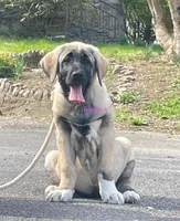 Kangal/Spanish mastiff female 4, a male Spanish Mastiff and Kangal Dog for sale in Newburgh, NY – Photo 1 of 10