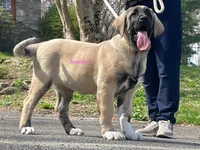 Kangal/Spanish mastiff female 4, a male Spanish Mastiff and Kangal Dog for sale in Newburgh, NY – Photo 10 of 10