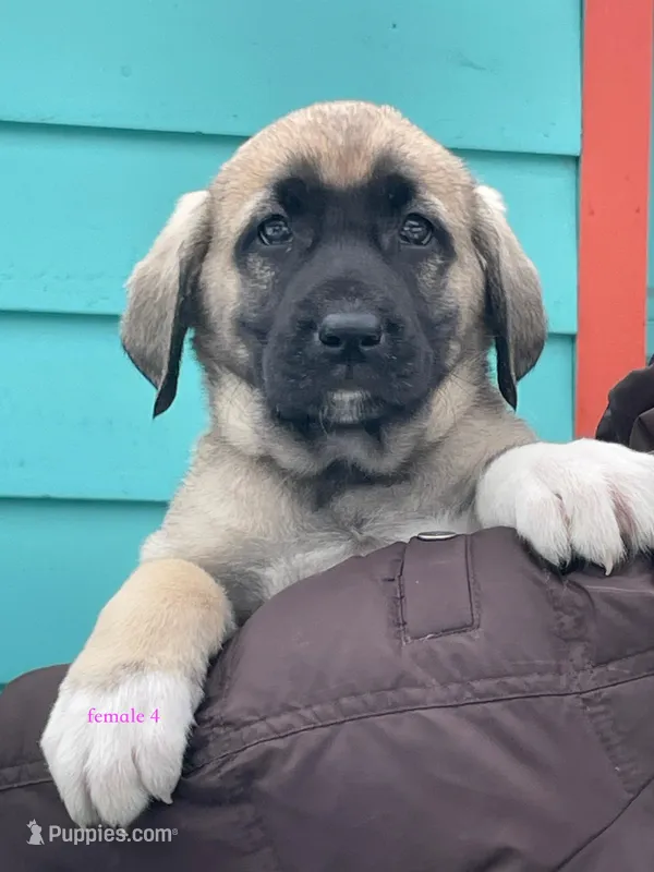 Kangal/Spanish mastiff female 4