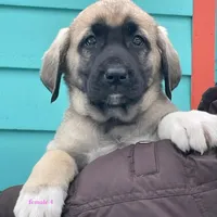 Kangal/Spanish mastiff female 4, a male Spanish Mastiff and Kangal Dog for sale in Newburgh, NY – Photo 1 of 7