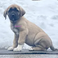 Kangal/Spanish mastiff female 4, a male Spanish Mastiff and Kangal Dog for sale in Newburgh, NY – Photo 2 of 7