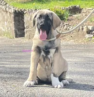 Kangal/Spanish mastiff female 4, a male Spanish Mastiff and Kangal Dog for sale in Newburgh, NY – Photo 6 of 10