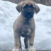Kangal/Spanish mastiff female 4, a male Spanish Mastiff and Kangal Dog for sale in Newburgh, NY – Photo 4 of 7