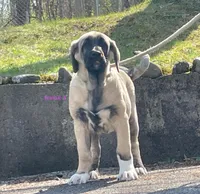 Kangal/Spanish mastiff female 4, a male Spanish Mastiff and Kangal Dog for sale in Newburgh, NY – Photo 8 of 10