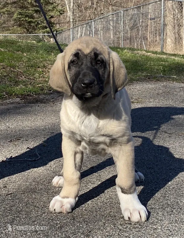 Kangal/Spanish mastiff female 4 – Spanish Mastiff, Kangal Dog puppy for sale in Newburgh, NY
