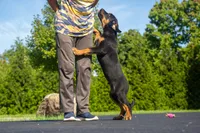 Tibetan Mastiff cross male , a male Rottweiler and Tibetan Mastiff for sale in Newburgh, NY – 4 of 4