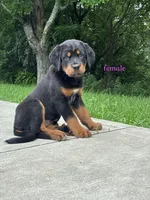 Tibetan Mastiff cross Female , a female Rottweiler and Tibetan Mastiff for sale in Newburgh, NY – 4 of 5