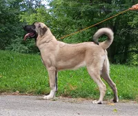 Kangal/Spanish mastiff female, a female Spanish Mastiff and Kangal Dog for sale in Newburgh, NY – 8 of 8