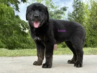 Tibetan Mastiff cross Female, a female Rottweiler and Tibetan Mastiff for sale in Newburgh, NY – 2 of 5