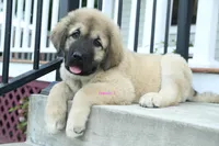 Purebred Caucasian Ovcharka pup 2, a female Caucasian Ovcharka for sale in Newburgh, NY – 6 of 10