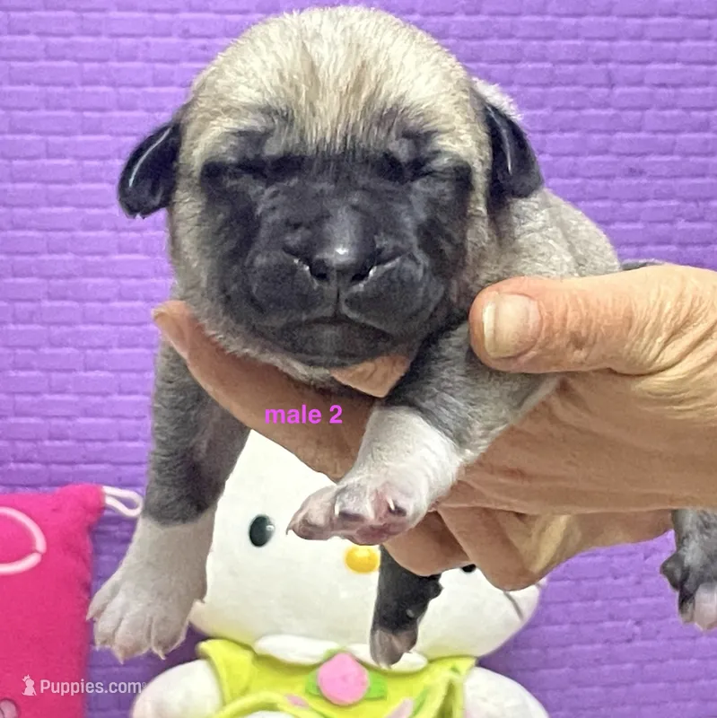 Kangal/Spanish mastiff male 2 – Spanish Mastiff, Kangal Dog puppy for sale in Newburgh, NY
