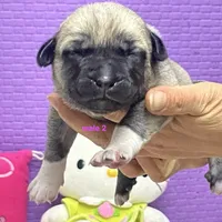 Kangal/Spanish mastiff male 2, a male Spanish Mastiff and Kangal Dog for sale in Newburgh, NY – 1 of 4