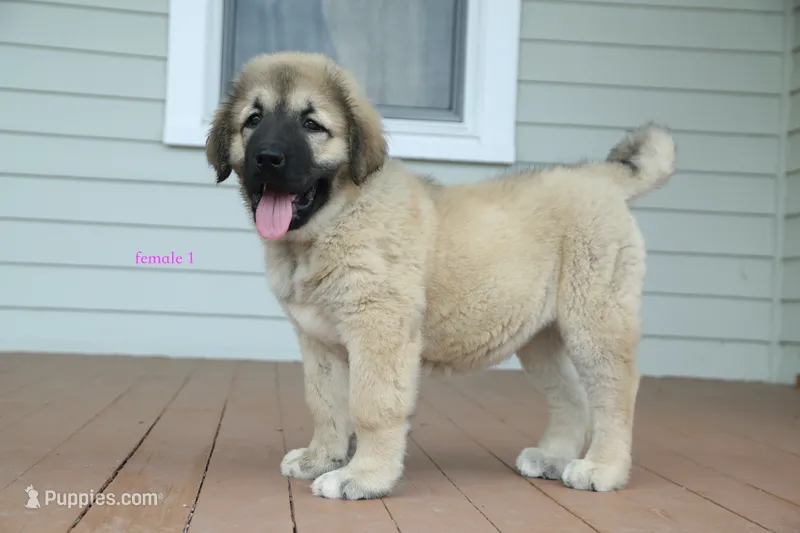 Purebred Caucasian Ovcharka pup 2 – Caucasian Ovcharka puppy for sale in Newburgh, NY