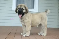 Purebred Caucasian Ovcharka pup 2, a female Caucasian Ovcharka for sale in Newburgh, NY – 1 of 10