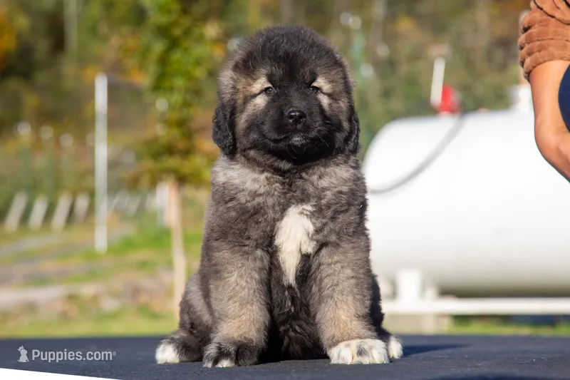 Purebred Caucasian Ovcharka – Caucasian Ovcharka puppy for sale in Newburgh, NY