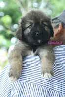 Purebred Caucasian Ovcharka pup 2, a female Caucasian Ovcharka for sale in Newburgh, NY – 9 of 9