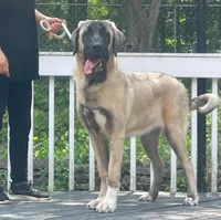 Kangal/Spanish mastiff female, a female Spanish Mastiff and Kangal Dog for sale in Newburgh, NY – 2 of 4