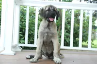 Purebred Kangal 1 Female, a female Kangal Dog for sale in Newburgh, NY – 5 of 6