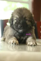 Purebred Caucasian Ovcharka pup 1, a male Caucasian Ovcharka for sale in Newburgh, NY – 4 of 6