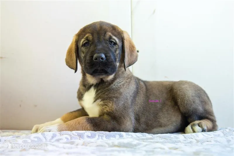 Fila Braziliero/CO pup 1