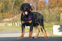 Tibetan Mastiff cross male 1, a male Rottweiler and Tibetan Mastiff for sale in Newburgh, NY – 3 of 3