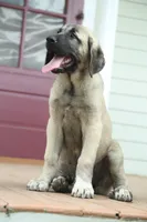 Purebred Kangal 1 Female, a female Kangal Dog for sale in Newburgh, NY – 2 of 6