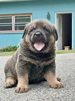 Tibetan Mastiff cross male 3, a male Caucasian Ovcharka and Tibetan Mastiff for sale in Newburgh, NY – 3 of 4