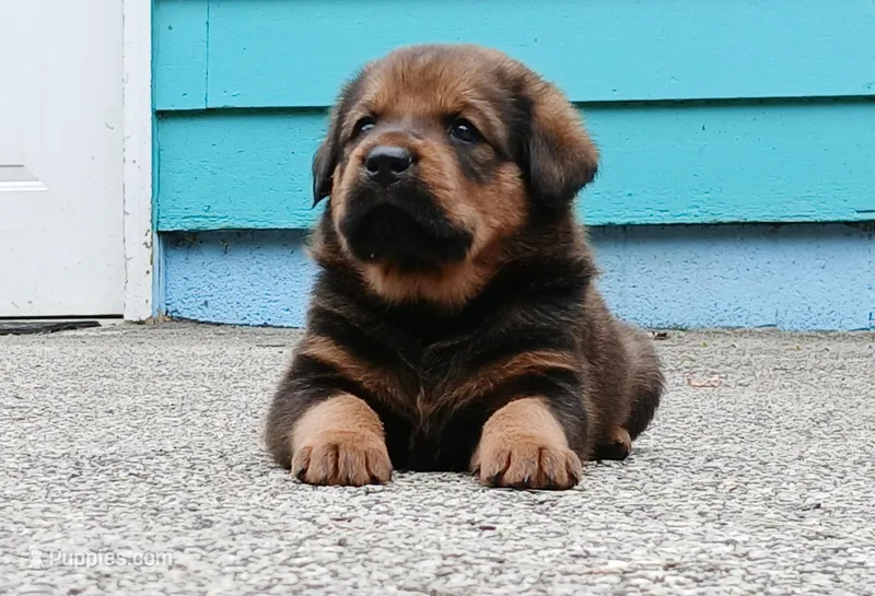 Tibetan Mastiff cross male 2 – Caucasian Ovcharka, Tibetan Mastiff puppy for sale in Newburgh, NY