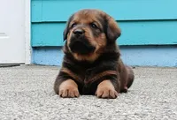 Tibetan Mastiff cross male 2, a male Caucasian Ovcharka and Tibetan Mastiff for sale in Newburgh, NY – 1 of 10