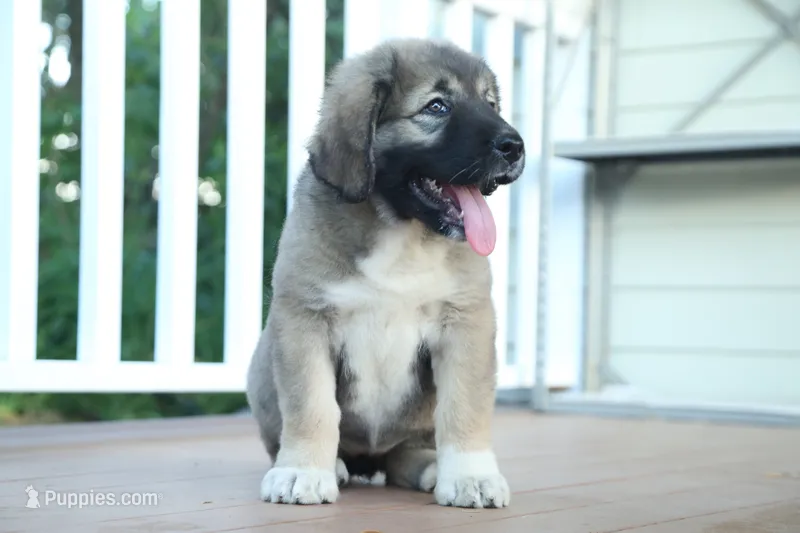 Purebred Caucasian Ovcharka pup 3 – Caucasian Ovcharka puppy for sale in Newburgh, NY