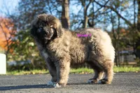 Purebred Caucasian Ovcharka female 2, a female Caucasian Ovcharka for sale in Newburgh, NY – 2 of 6