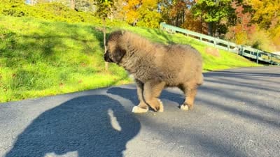 Purebred Caucasian Ovcharka female 2, a female Caucasian Ovcharka for sale in Newburgh, NY – 6 of 6