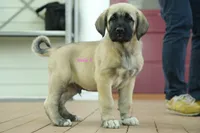 Purebred Kangal 1 male, a male Kangal Dog for sale in Newburgh, NY – 6 of 6