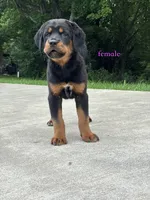 Tibetan Mastiff cross Female , a female Rottweiler and Tibetan Mastiff for sale in Newburgh, NY – 2 of 5