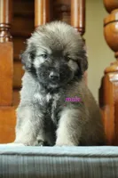 Purebred Caucasian Ovcharka pup 1, a male Caucasian Ovcharka for sale in Newburgh, NY – 3 of 6