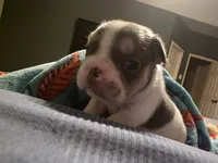 Cheeks, a male French Bulldog for sale in Grand Prairie, TX – 6 of 6